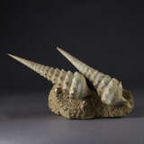 TWO FOSSIL SHELLS - photo 2