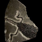 A LARGE PARTIAL FOSSIL CROCODILE SKELETON - фото 1