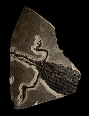 A LARGE PARTIAL FOSSIL CROCODILE SKELETON - фото 1
