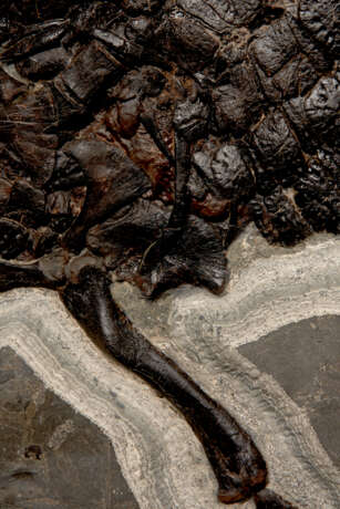A LARGE PARTIAL FOSSIL CROCODILE SKELETON - фото 3