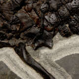 A LARGE PARTIAL FOSSIL CROCODILE SKELETON - Foto 3