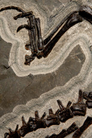 A LARGE PARTIAL FOSSIL CROCODILE SKELETON - photo 4