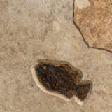 A PARTIAL FOSSIL PALM FROND WITH FISH - photo 5