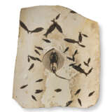 A FOSSIL PLAQUE OF AN AQUATIC SCENE WITH STINGRAY AND FISH SPECIMENS - photo 1
