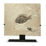 A FOSSIL FISH - photo 1