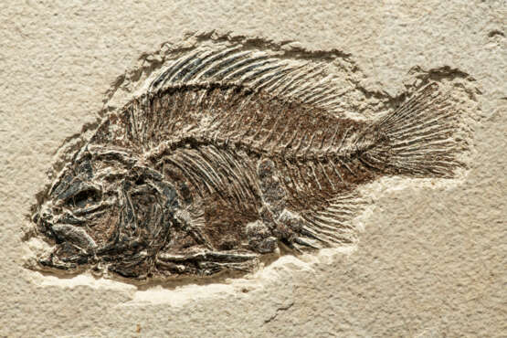 A FOSSIL FISH - photo 2