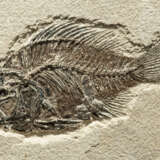 A FOSSIL FISH - photo 2