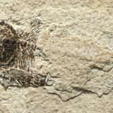 A FOSSIL FISH - photo 3