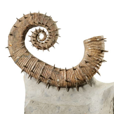 TWO UNCOILED SPINY AMMONITES - Foto 2