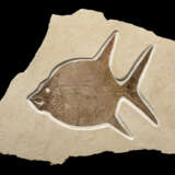 A LARGE FOSSIL MOONFISH - photo 1