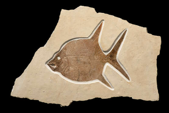 A LARGE FOSSIL MOONFISH - Foto 1