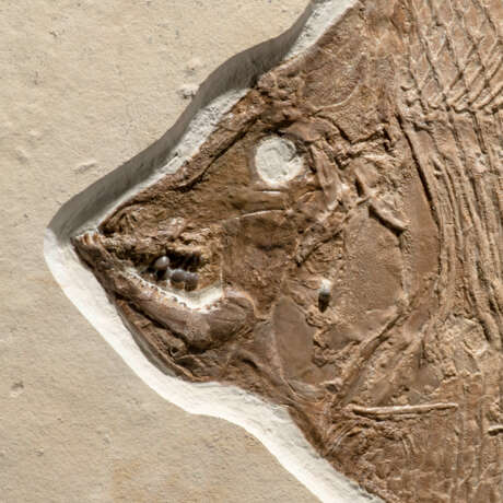 A LARGE FOSSIL MOONFISH - photo 2