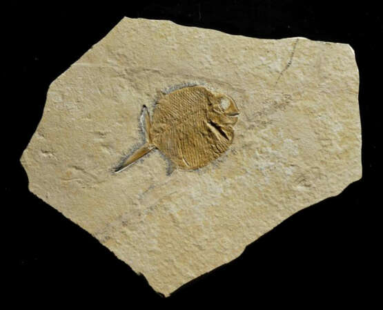 A FOSSIL "BALL-TOOTHED" FISH - photo 1