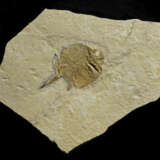 A FOSSIL "BALL-TOOTHED" FISH - photo 1