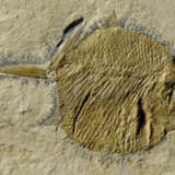 A FOSSIL "BALL-TOOTHED" FISH - Foto 2