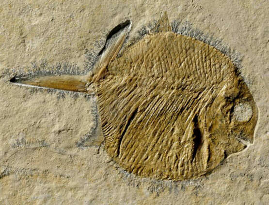 A FOSSIL "BALL-TOOTHED" FISH - фото 2