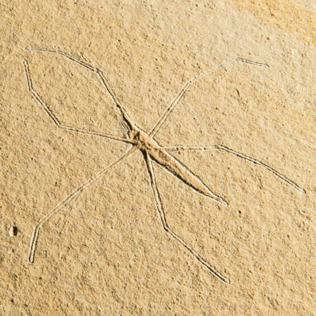 A FOSSIL WATER-STRIDER - Foto 3