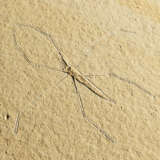 A FOSSIL WATER-STRIDER - Foto 3