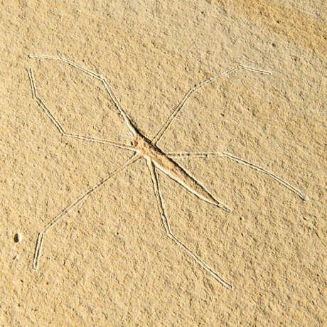 A FOSSIL WATER-STRIDER - фото 4
