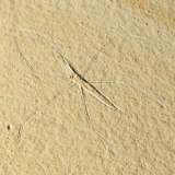 A FOSSIL WATER-STRIDER - фото 4