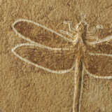 A LARGE FOSSIL DRAGONFLY - фото 4