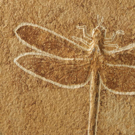 A LARGE FOSSIL DRAGONFLY - Foto 4