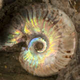 AN AMMONITE CLUSTER - photo 2
