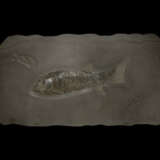 A LARGE FOSSIL PLAQUE WITH FISH AND BELEMNITE SPECIMENS - фото 1