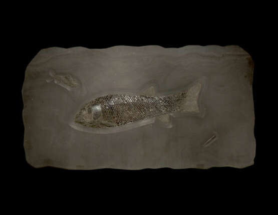 A LARGE FOSSIL PLAQUE WITH FISH AND BELEMNITE SPECIMENS - photo 1