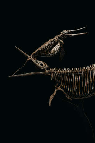 TWO ICHTHYOSAURS MOUNTED IN FIGHTING POSE - Foto 1