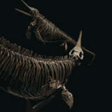 TWO ICHTHYOSAURS MOUNTED IN FIGHTING POSE - Foto 2