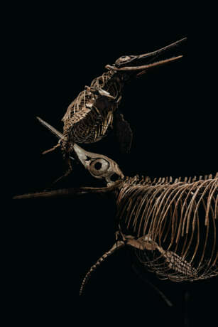 TWO ICHTHYOSAURS MOUNTED IN FIGHTING POSE - Foto 4