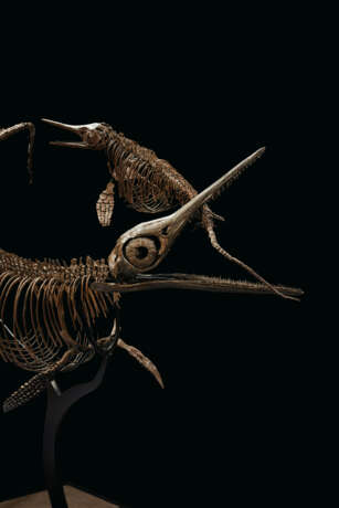 TWO ICHTHYOSAURS MOUNTED IN FIGHTING POSE - фото 5