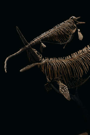 TWO ICHTHYOSAURS MOUNTED IN FIGHTING POSE - photo 6