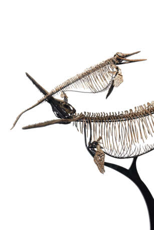 TWO ICHTHYOSAURS MOUNTED IN FIGHTING POSE - photo 11