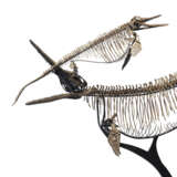 TWO ICHTHYOSAURS MOUNTED IN FIGHTING POSE - фото 11