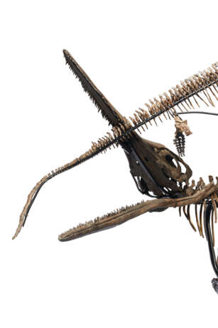 TWO ICHTHYOSAURS MOUNTED IN FIGHTING POSE - фото 12