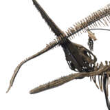 TWO ICHTHYOSAURS MOUNTED IN FIGHTING POSE - фото 12