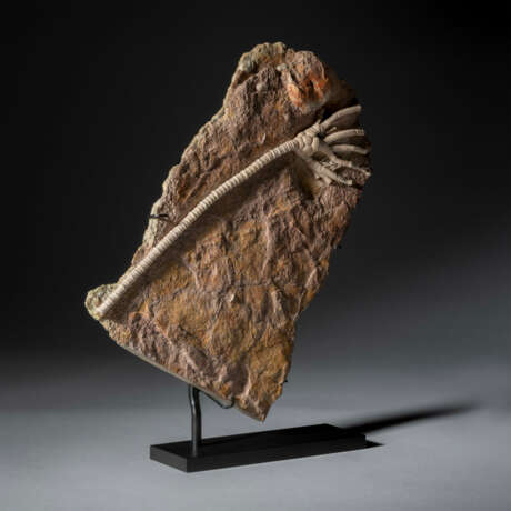 A CALCIFIED FOSSIL SEA LILY - photo 2