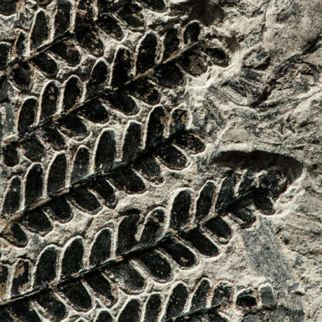 A FINE FOSSIL FERN - Foto 2