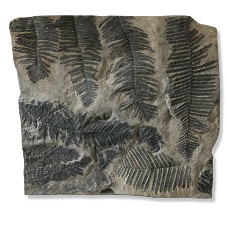 A FOSSIL FERN PLATE - фото 1