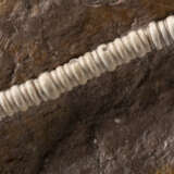 A CALCIFIED FOSSIL SEA LILY - photo 7