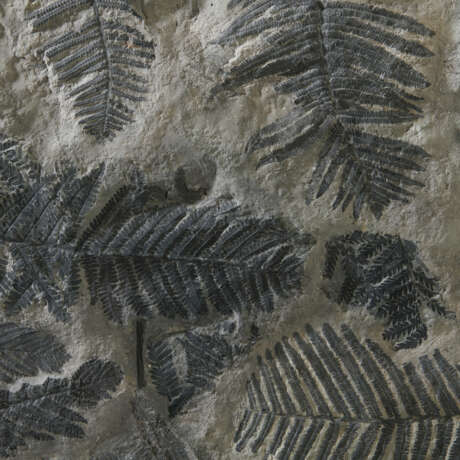 A FOSSIL FERN PLATE - photo 3