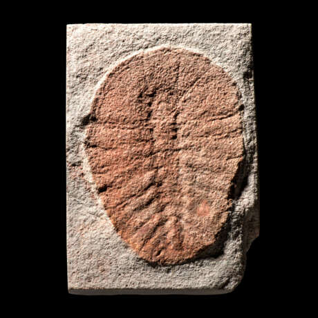 A RARE FOSSIL ARTHROPOD - photo 1