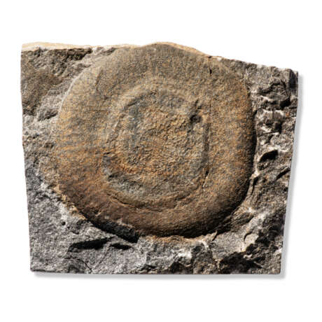 A RARE SOFT-BODIED FOSSIL - фото 1