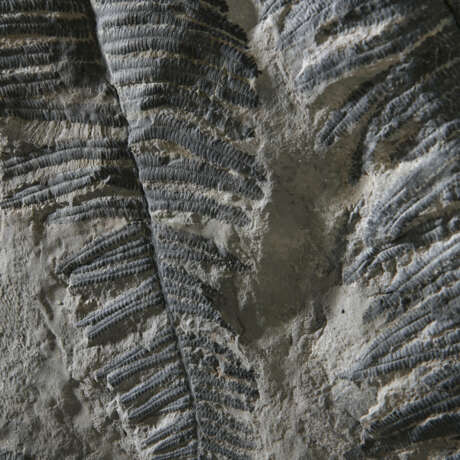 A FOSSIL FERN PLATE - фото 4