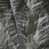 A FOSSIL FERN PLATE - фото 4