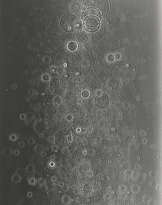 ADAM FUSS (NÉ EN 1961)