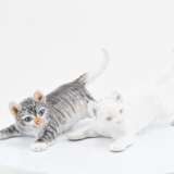 Two small cats - Foto 2