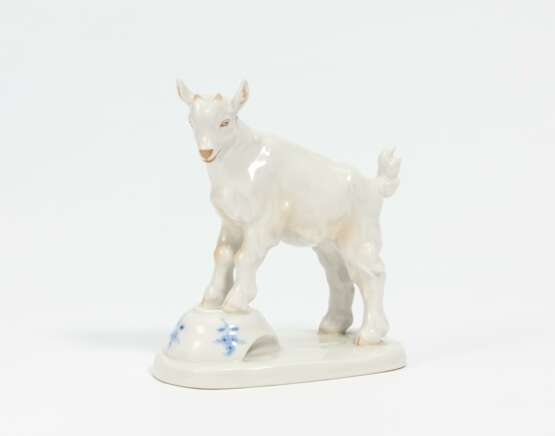 Goat on a bowl of milk - photo 1